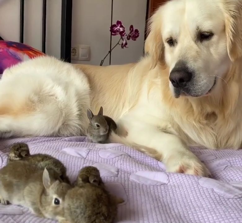 Illustration de l'article : Un Golden Retriever adopte les petits d’une lapine sauvée par son propriétaire (vidéo)